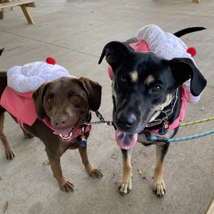 Fundraising Page: Cathy Chan